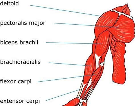 Arm Muscles Diagram