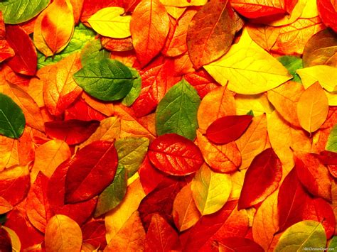 Autumn Backgrounds For Powerpoint