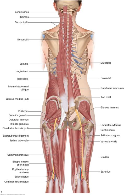 Muscles of the Pelvis