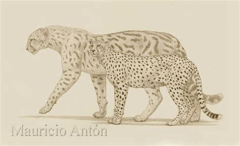 Acinonyx pardinensis: The Need For Speed - Darwin's Door