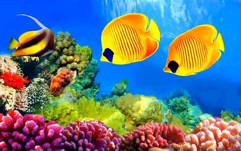 fish, Fishes, Underwater, Ocean, Sea, Sealife, Nature Wallpapers HD / Desktop and Mobile Backgrounds