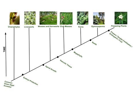 Plant evolution - Wikipedia