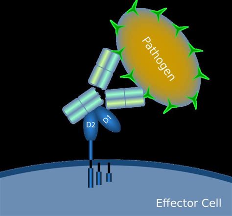 Fc receptor - Alchetron, The Free Social Encyclopedia