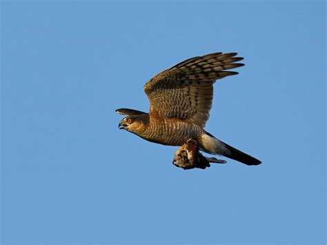 Sparrowhawk Hunting (Behaviour, Prey, Techniques + FAQs) | Birdfact