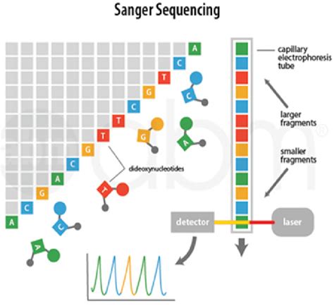 Principles of Sanger sequencing.... | Download Scientific Diagram