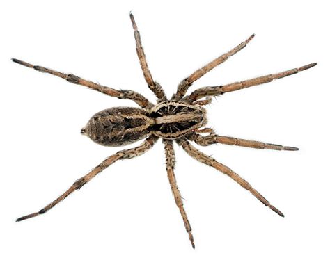 Wolf Spider | Pest Information & Prevention Tips