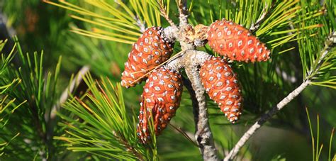 Are Pine Nuts Tree Nuts – How to Harvest Pine Nuts – Pine Tree Nuts