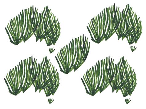 An Illustrated Guide to Seaweed Farming — Matters Journal