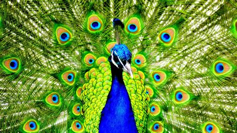 Download Animal Peacock HD Wallpaper