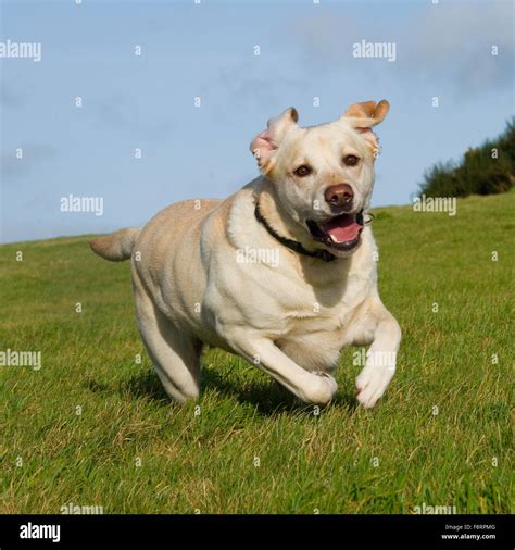 Labrador retriever hi-res stock photography and images - Alamy