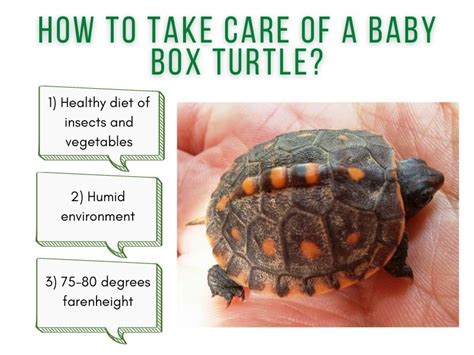 How To Take Care Of A Baby Box Turtle? - TurtleHolic