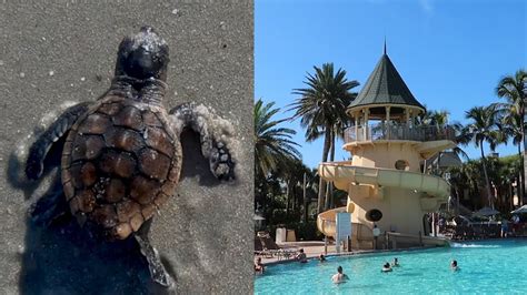 Releasing Turtles Back Into The Ocean & A Detailed Tour At Disney's ...