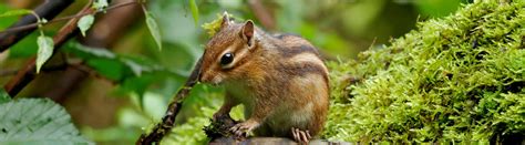 20 Types of Chipmunks: Species, Identification, and Photos