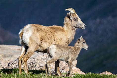 Bighorn Sheep Ewe With Lamb Fine Art Photo Print | Photos by Joseph C. Filer