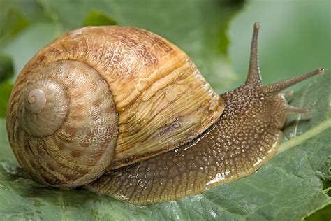 Top 999+ snail images – Amazing Collection snail images Full 4K