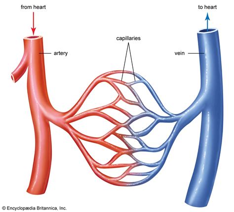 Blood vessel | Definition, Anatomy, Function, & Types | Britannica