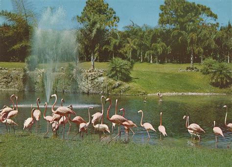 Vintage Travel Postcards: Parrot Jungle - Miami, Florida