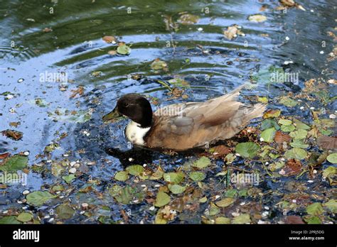 Manky mallard hybrid male duck in close up on water Stock Photo - Alamy