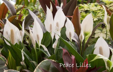 Peace Lily Care Tips: How to Grow Spathiphyllum wallisii Indoors