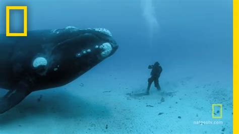 This Diver Encounters A Giant Whale On Ocean Floor And His Story Will ...