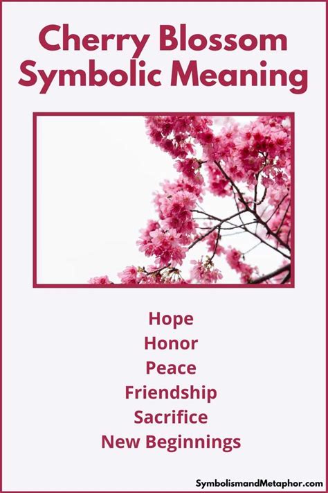 Cherry Blossom Meaning and Symbolism (Hope & Peace)