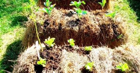 The Glig Life: Hay Bale Gardening