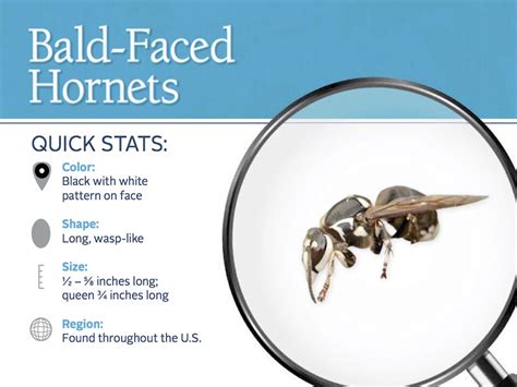 What is a Bald Faced Hornet? Identification, Hornet Stings