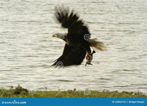 Bald Eagle Hunting Royalty Free Stock Photo - Image: 23662725