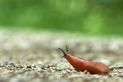 A Snail Without Shell - What Is It Actually?