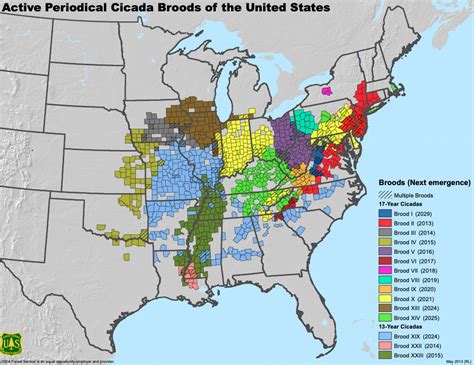 Cicada Brood X map 2021: When and where billions of the bugs will emerge - Vox