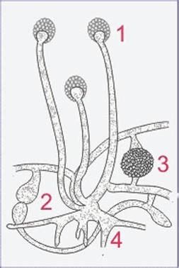 Moisissure (champignon microscopique pluricellulaire) Diagram | Quizlet