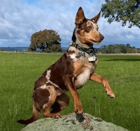 The Longest Living Australian Dog Breeds (2023 Canine Profile ...