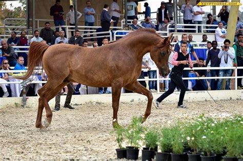 Straight Egyptians Championships of Egypt 2015 Egyptian Arabian Horse Breeders Association ...