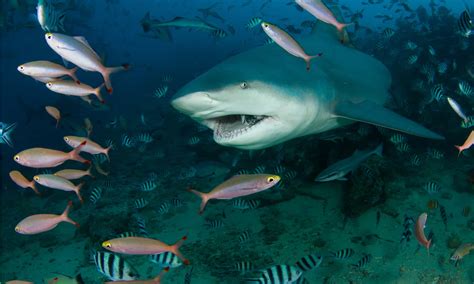 Bull Shark Predators: What Eats a Bull Shark?