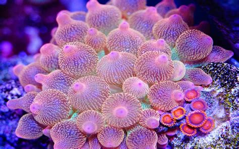 Entacmaea Quadricolor, Commonly Called Bubble Tip Anemone Among Other People Names Is A Species ...