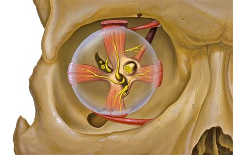 Orbit & Eye muscles - Emedicodiary