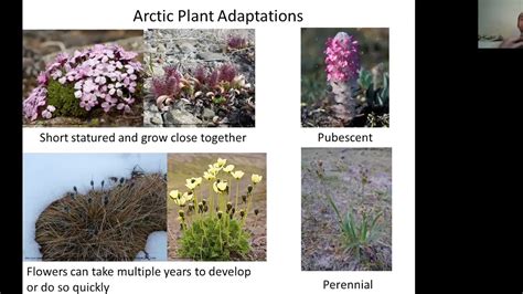 "Monitoring Arctic Tundra Vegetation Across Varying Scales in Northern Alaska" by Dr. Jeremy May ...