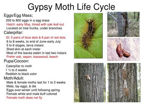 PPT - Monroe Envirothon Forestry 2009 PowerPoint Presentation, free download - ID:2360255