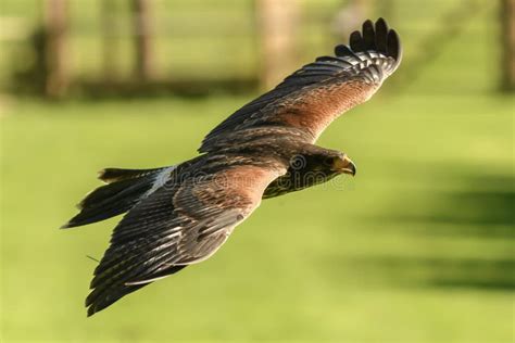 Harris Hawk flying stock image. Image of harris, eyes - 129671965