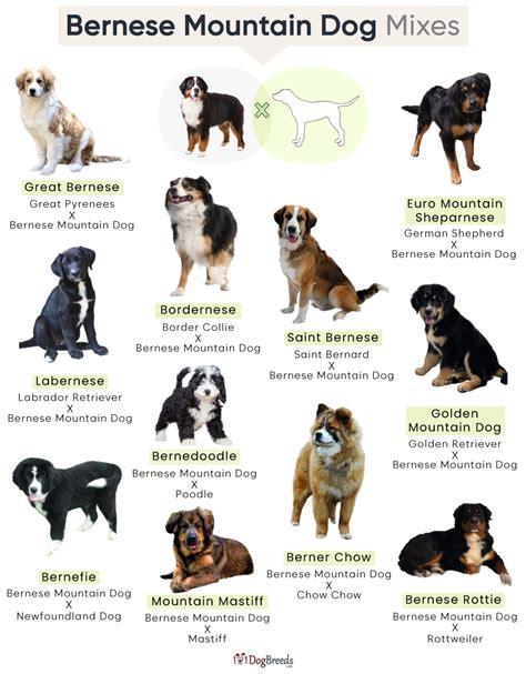 List of Popular Bernese Mountain Dog Mixes With Pictures