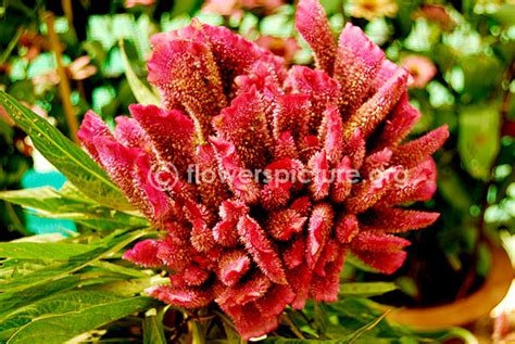 Cockscomb flower varieties