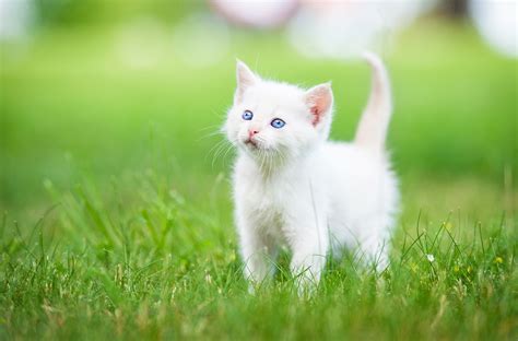 White Cat Wallpaper 4K, Best Hd White Cat Wallpaper 4K, #33835