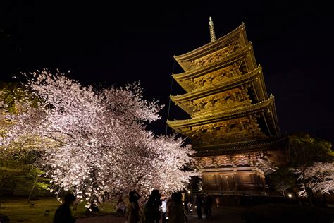 Toji Temple | Discover places only the locals know about | JAPAN by Japan