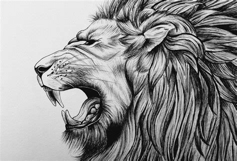 Lion Roaring Drawing Front View