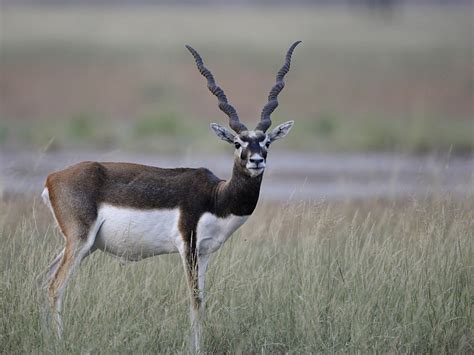 10 Interesting Wildlife in Rajasthan