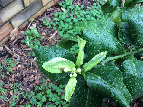 Orange | Leaf discolouration and curling on a citrus tree. What is it?