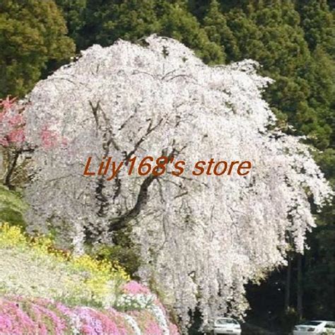 White fountain weeping cherry tree Bonsai,DIY Home Garden Dwarf Tree Bonsai,Beautiful and ...