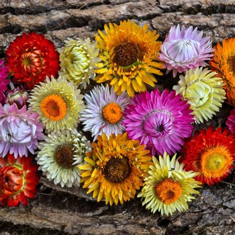 Flower seeds - Strawflower