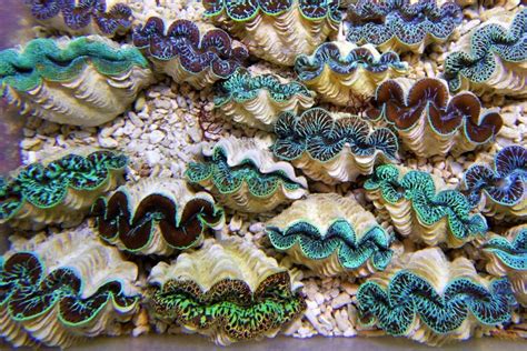 Maxima Clam For Sale (Tridacna maxima). TOP Care facts. Reefs4Less.com