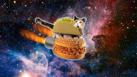 Taco Cat Wallpapers - Top Free Taco Cat Backgrounds - WallpaperAccess